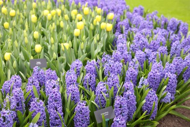 Beautiful hyacinth and tulip flowers growing outdoors