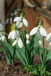 Photo of Beautiful white blooming snowdrops growing outdoors. Spring flowers