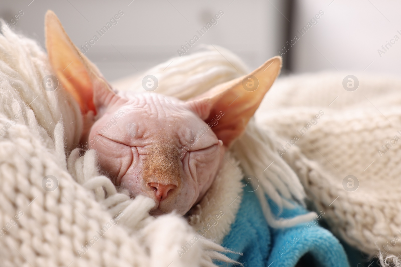 Photo of Cute Sphynx cat in warm sweater sleeping at home, closeup. Lovely pet