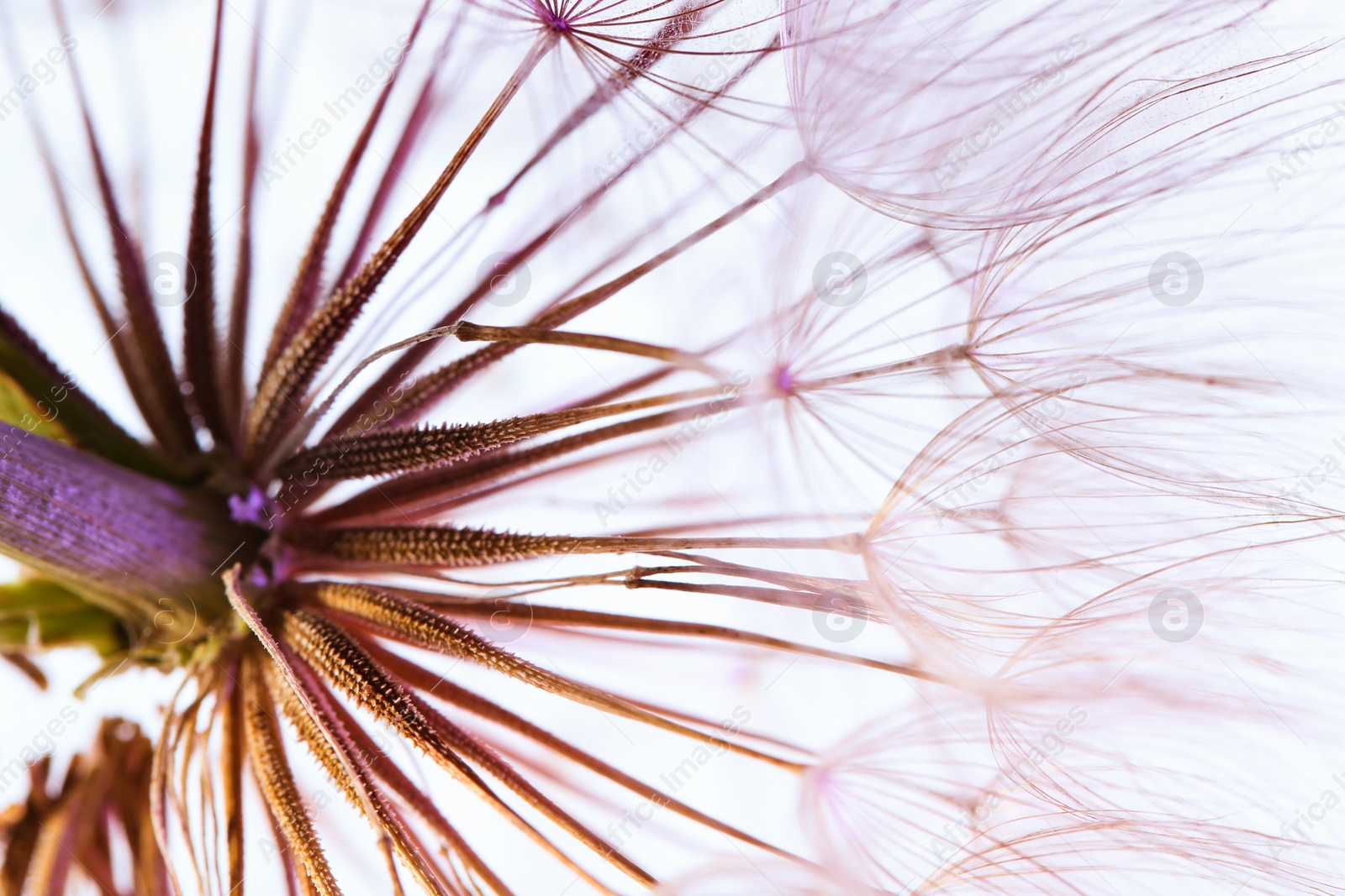 Photo of Dandelion seed head on light background, close up