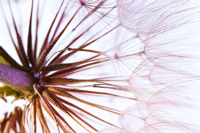 Photo of Dandelion seed head on light background, close up