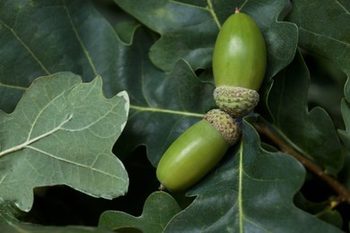 Photo of Oak branch with acorns and leaves outdoors, closeup