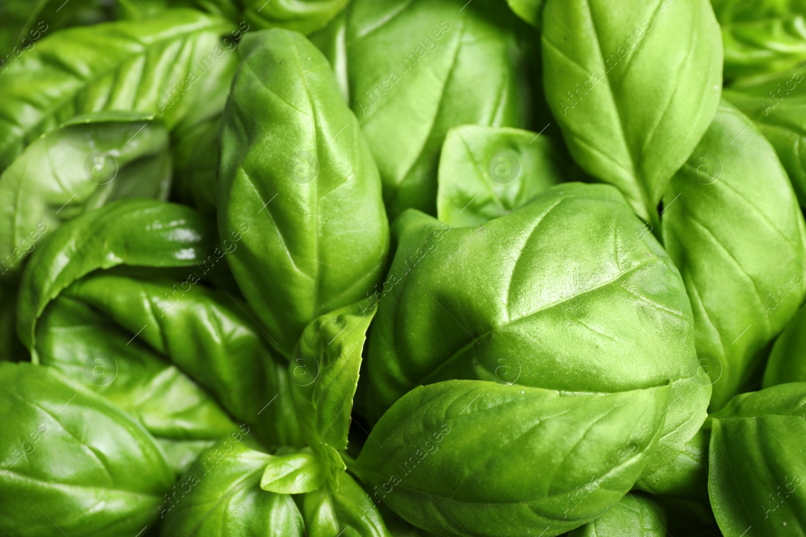 Photo of Fresh basil leaves as background, top view