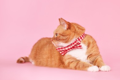 Cute cat with bow tie on pink background