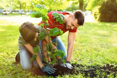 Photo of Dad and son planting tree together in park on sunny day. Space for text
