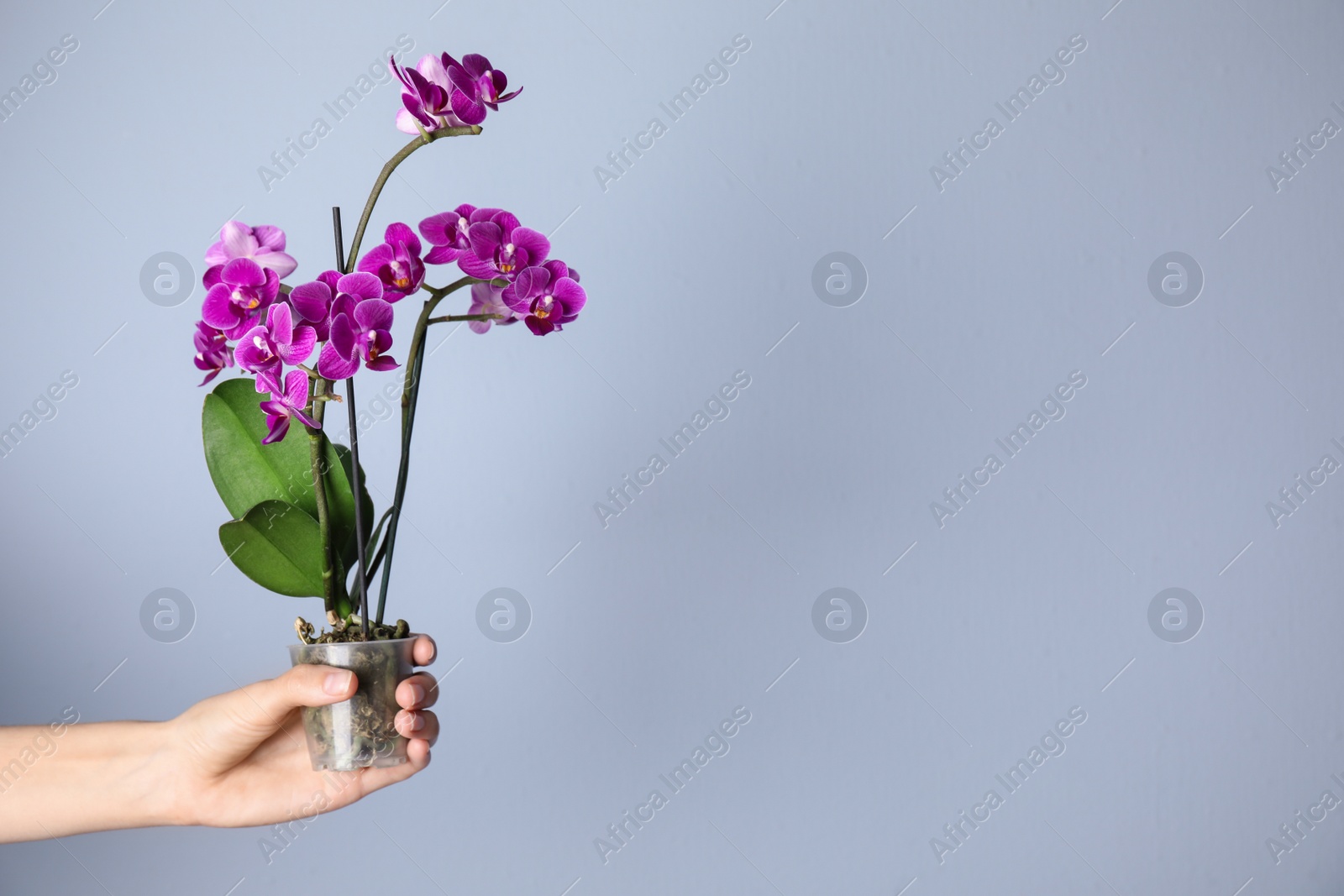 Photo of Woman holding flowerpot with beautiful orchid against light blue background. Space for text