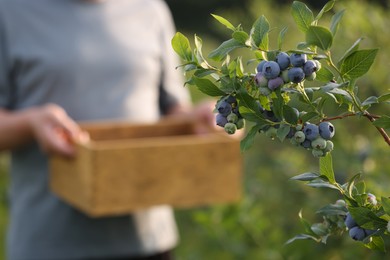 Photo of Man with box near bush of wild blueberries outdoors, selective focus. Seasonal berries