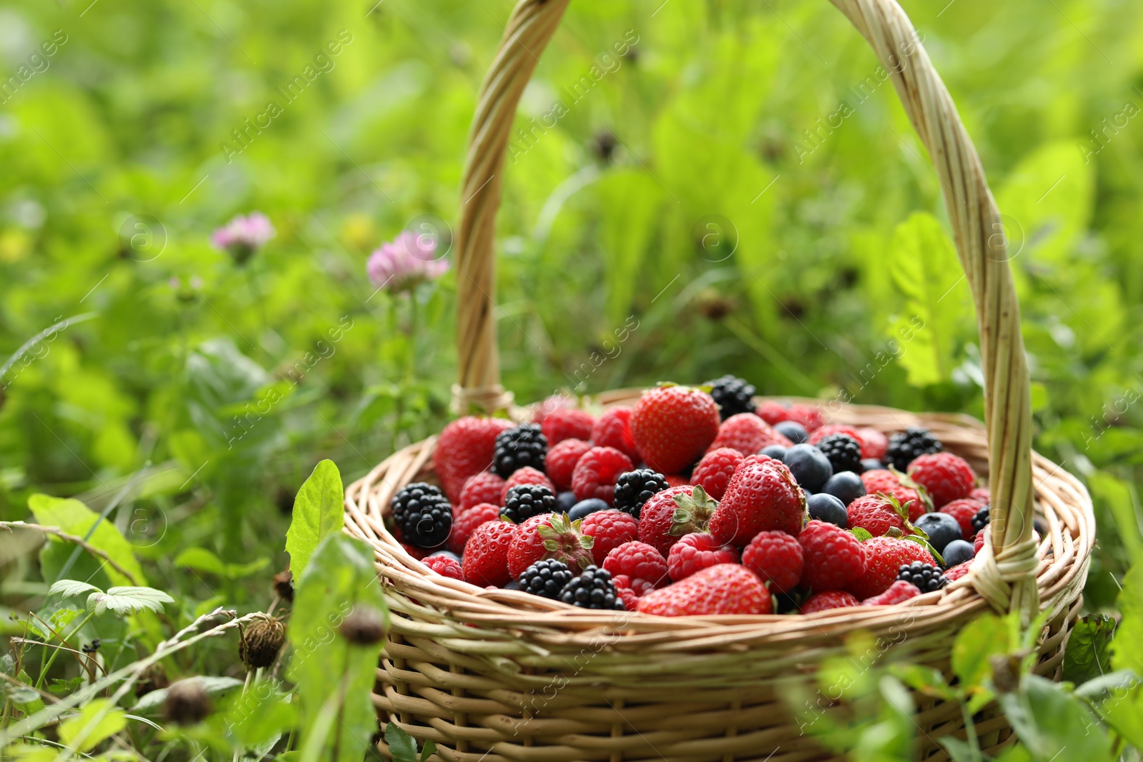 Photo of Wicker basket with different fresh ripe berries in green grass outdoors