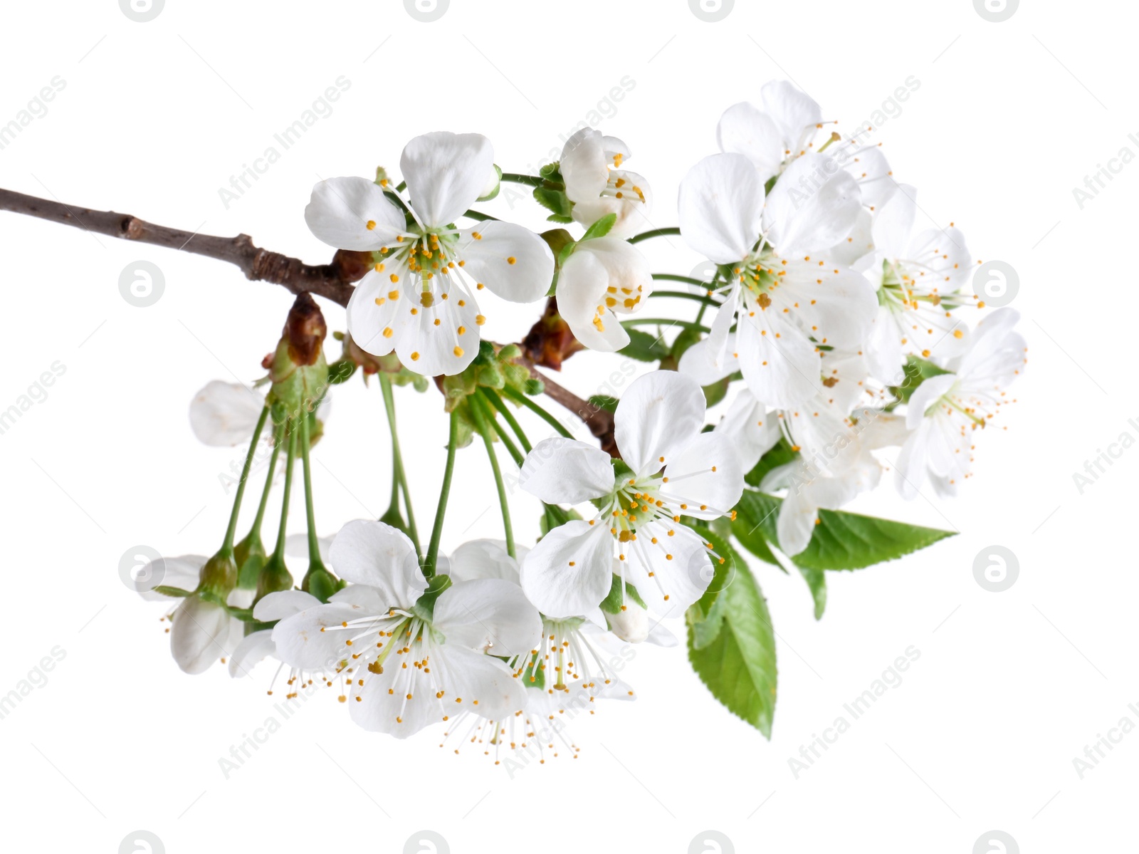 Photo of Spring branch with beautiful blossoms and leaves isolated on white