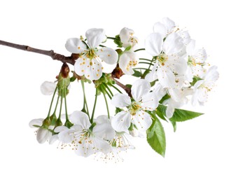 Photo of Spring branch with beautiful blossoms and leaves isolated on white