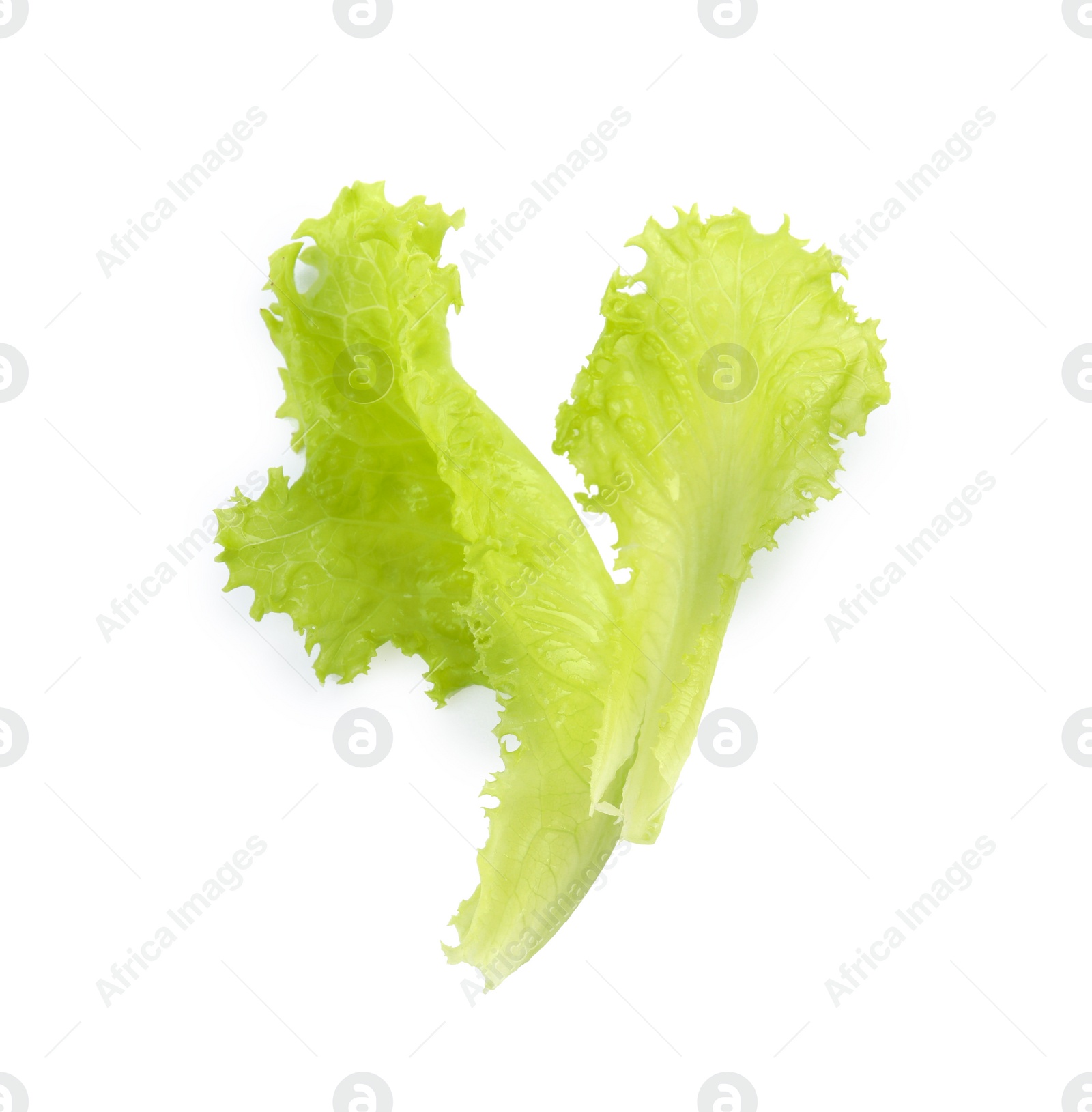 Photo of Leaves of fresh lettuce on white background. Salad greens