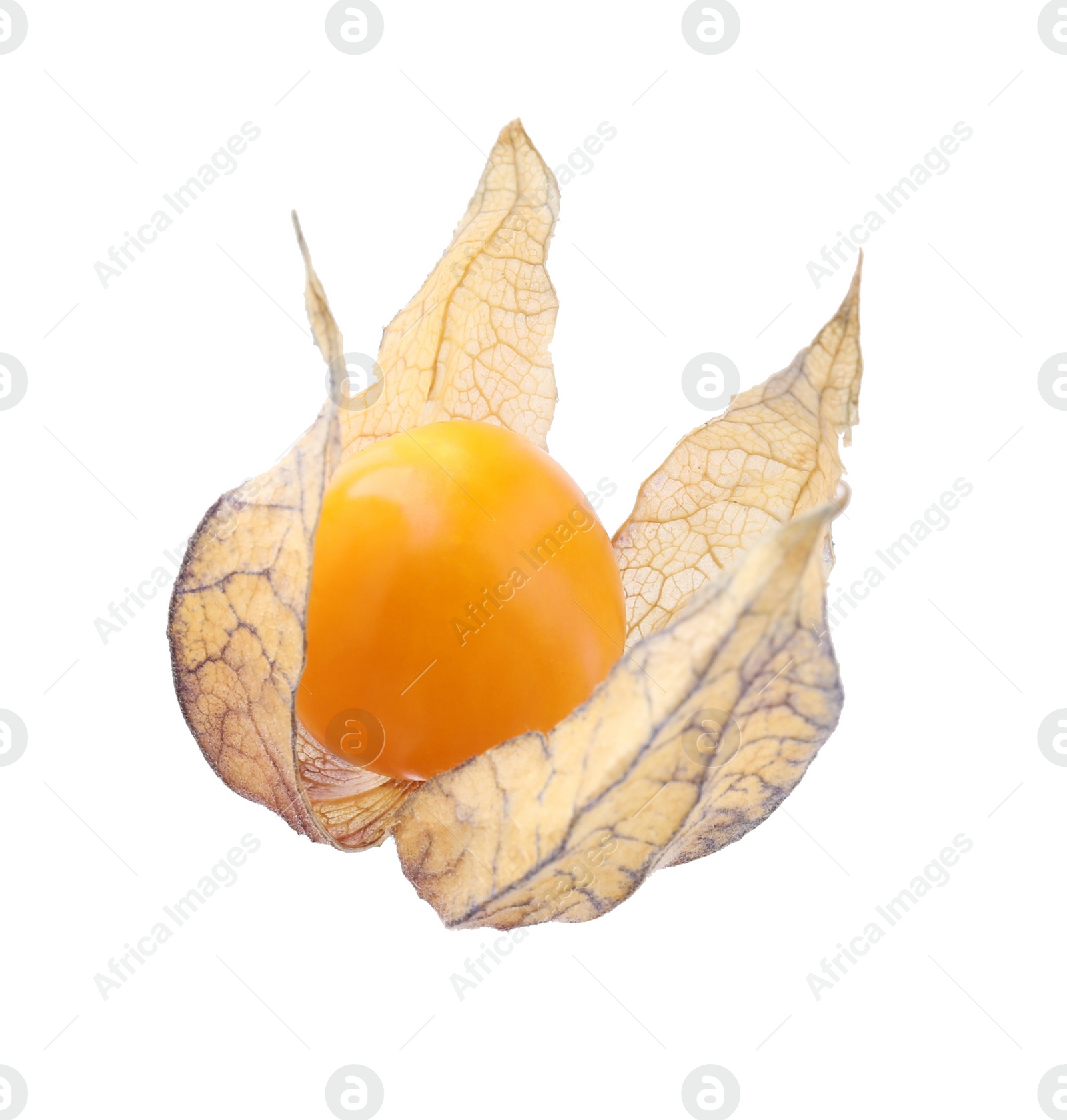 Photo of Ripe physalis fruit with calyx isolated on white