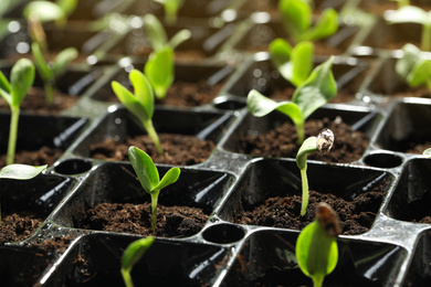 Photo of Seedling tray with young vegetable sprouts, closeup