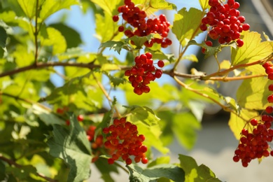 Photo of Red snowball tree berries on bush outdoors, closeup