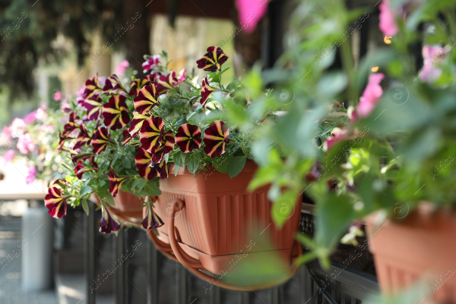 Photo of Beautiful petunia flowers in plant pots outdoors