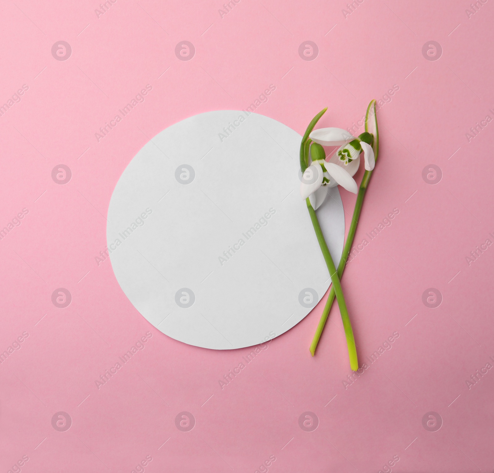 Photo of Beautiful snowdrops and paper card on pink background, flat lay. Space for text