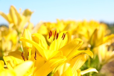 Photo of Beautiful bright yellow lilies growing at flower field, closeup