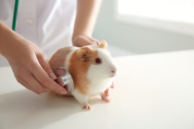 Female veterinarian examining guinea pig in clinic, closeup