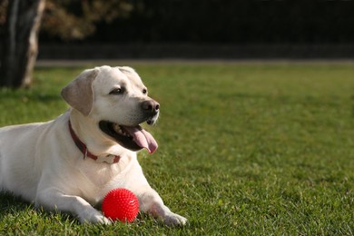 Photo of Yellow Labrador with ball lying in park on sunny day. Space for text