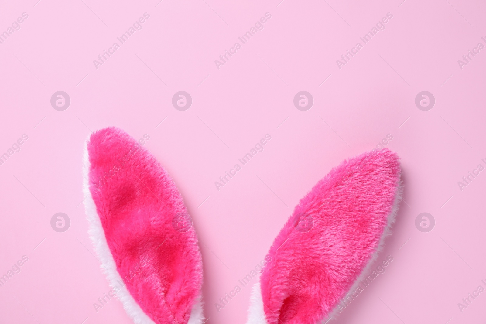 Photo of Easter bunny ears on pink background, top view. Space for text