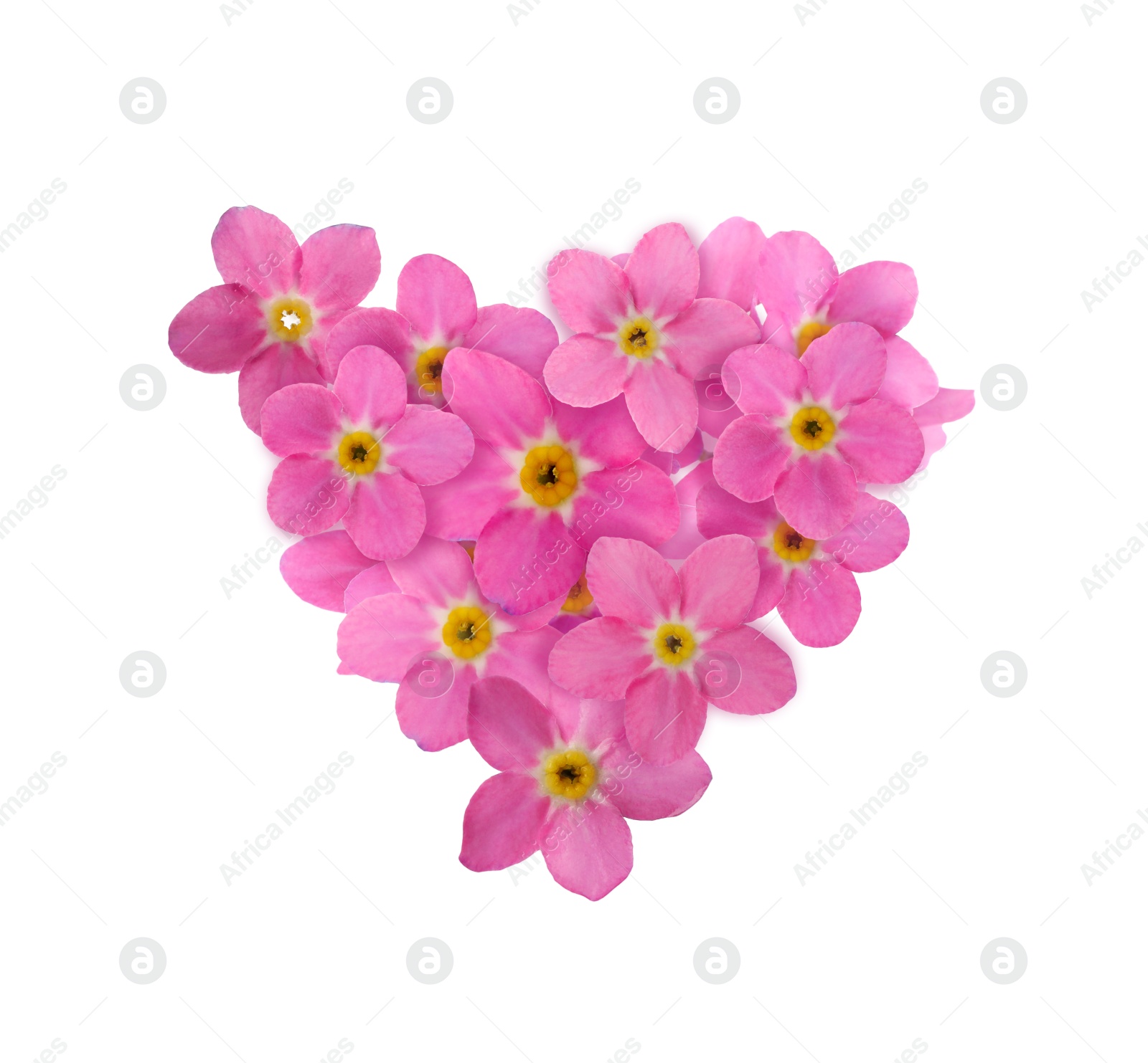 Image of Delicate pink forget me not flowers on white background