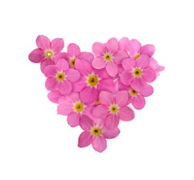 Image of Delicate pink forget me not flowers on white background