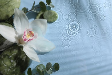 Beautiful orchid, spa stones and eucalyptus branch in water on light blue background, top view. Space for text