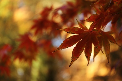 Photo of Bright leaves and space for text on blurred background. Autumn park