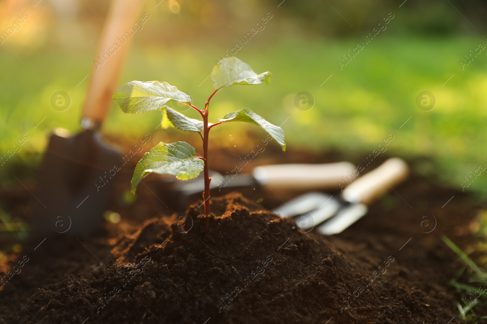 Photo of Seedling growing in fresh soil on sunny day outdoors, closeup. Planting tree