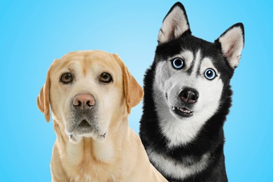 Image of Cute surprised animals on light blue background. Labrador retriever and Siberian Husky dogs with big eyes