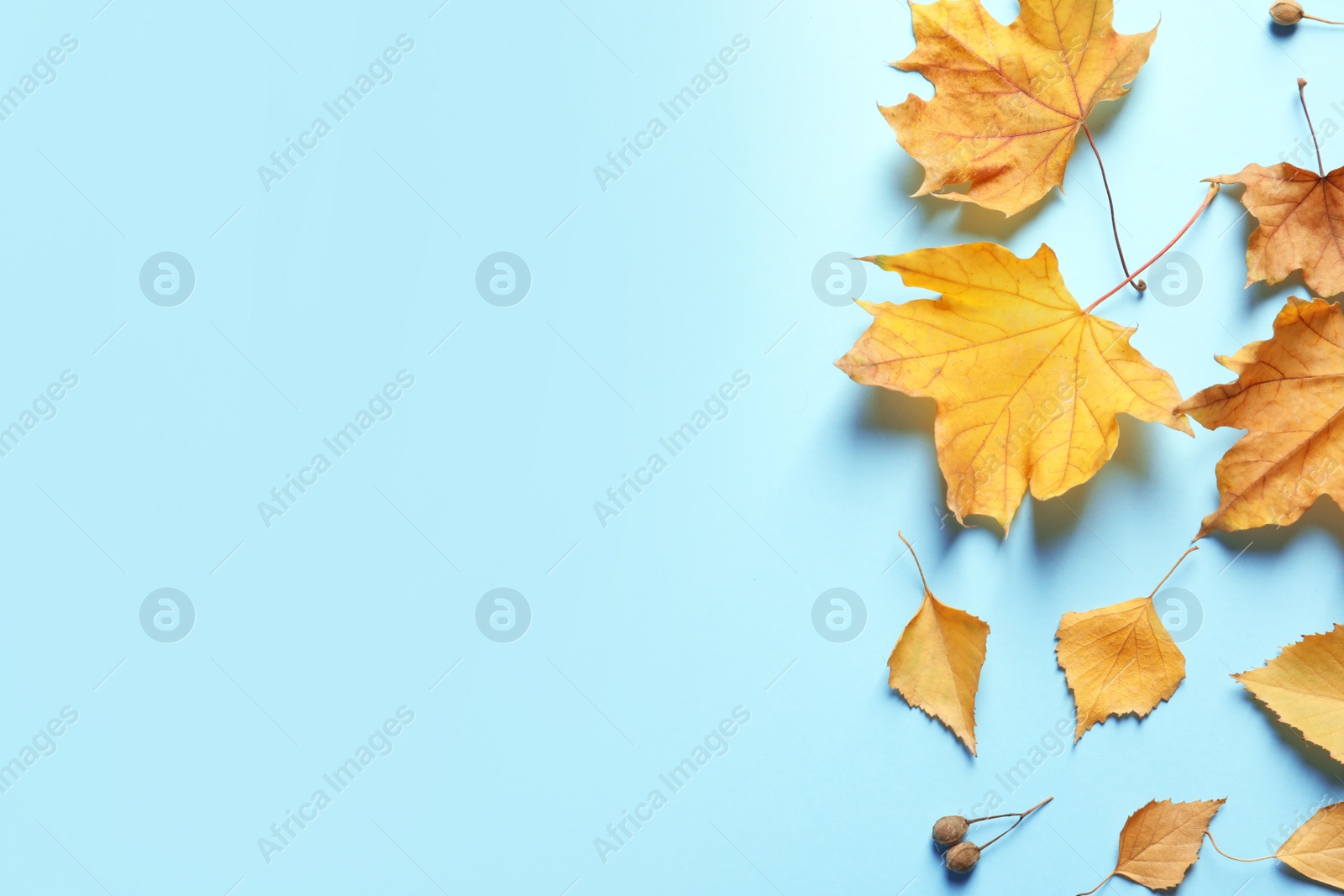 Photo of Flat lay composition with autumn leaves and space for text on color background