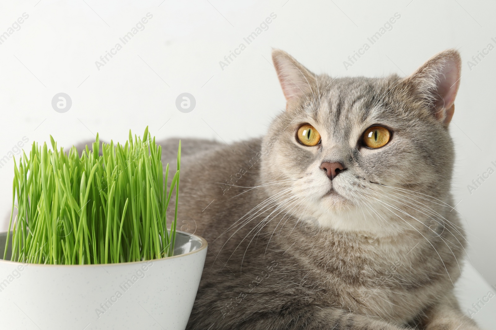 Photo of Cute cat and fresh green grass on white background