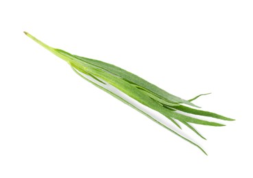 One sprig of fresh tarragon on white background, top view