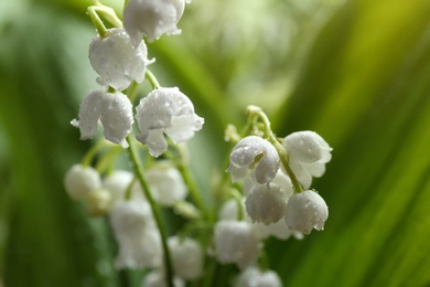 Photo of Beautiful fragrant lily of the valley, closeup