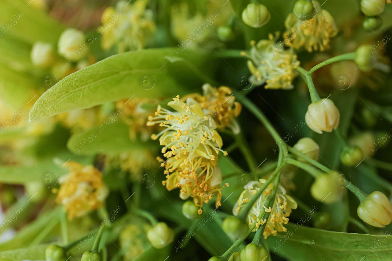 Photo of Beautiful linden blossoms and green leaves, closeup