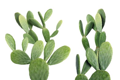 Image of Collage with beautiful cactuses on white background