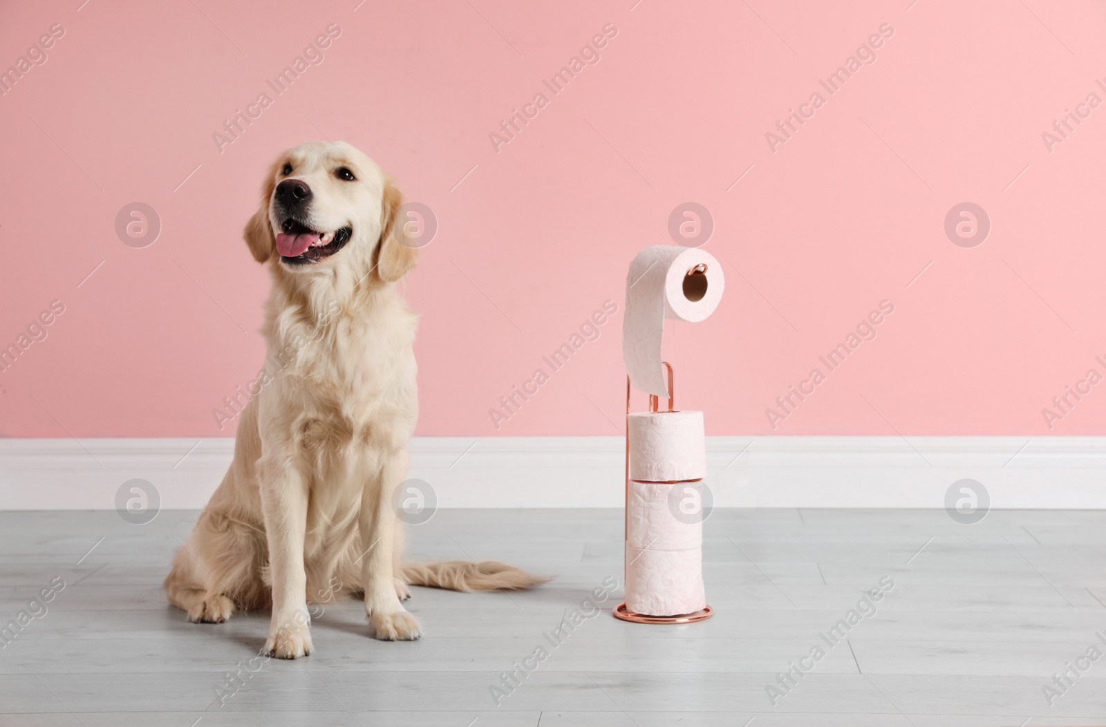 Photo of Cute dog with rolls of toilet paper on floor against color wall. Space for text