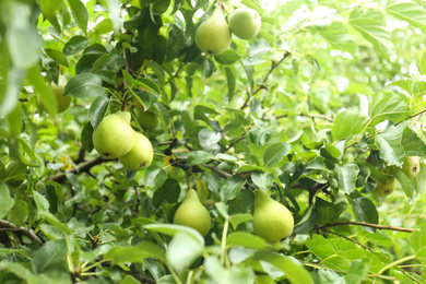 Pear tree with ripe fruits in orchard on sunny day