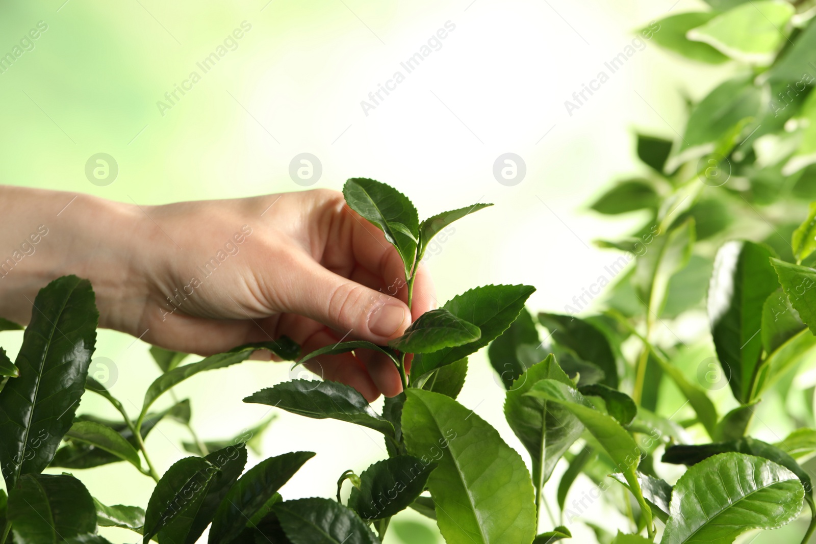 Photo of Farmer picking green tea leaves against light background, closeup