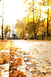 Photo of Road covered with dry leaves in sunny autumn park