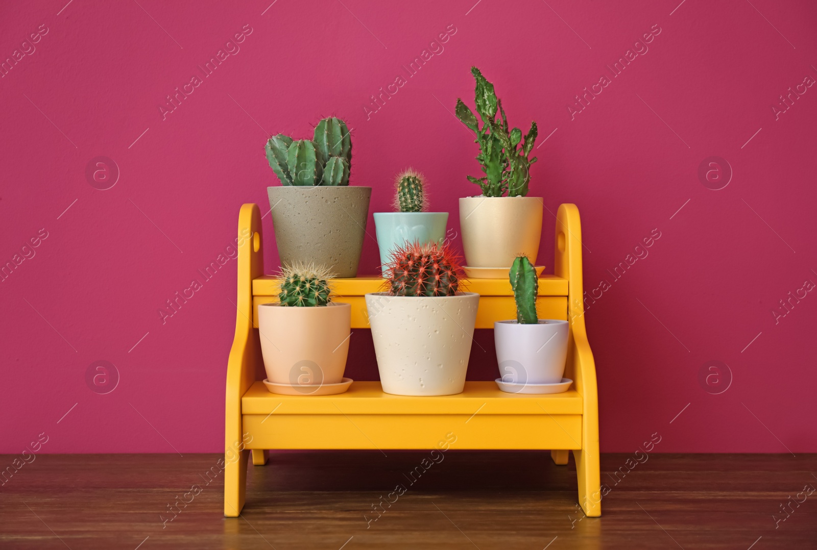 Photo of Beautiful cacti in flowerpots on stand near color wall