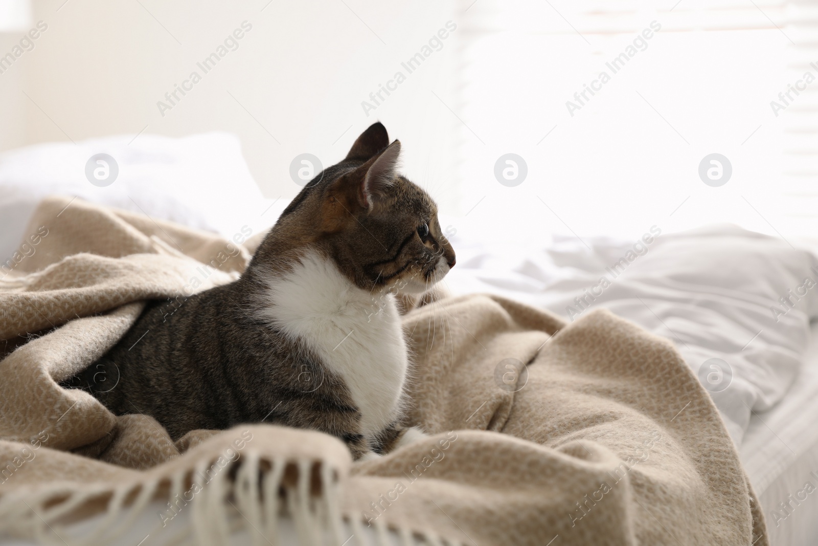 Photo of Adorable cat under plaid on bed at home