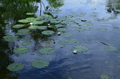 Photo of Beautiful white water lilies and green leaves in pond