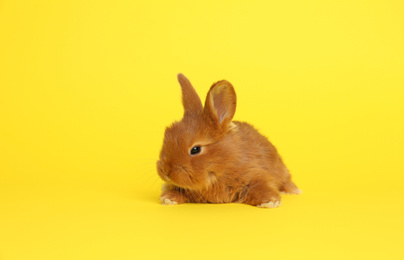 Photo of Adorable fluffy bunny on yellow background. Easter symbol