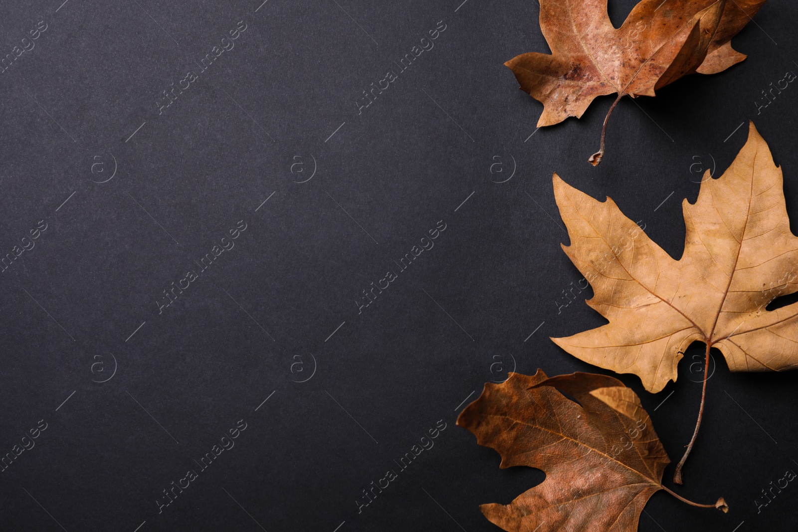 Photo of Dry autumn leaves on black background, flat lay. Space for text