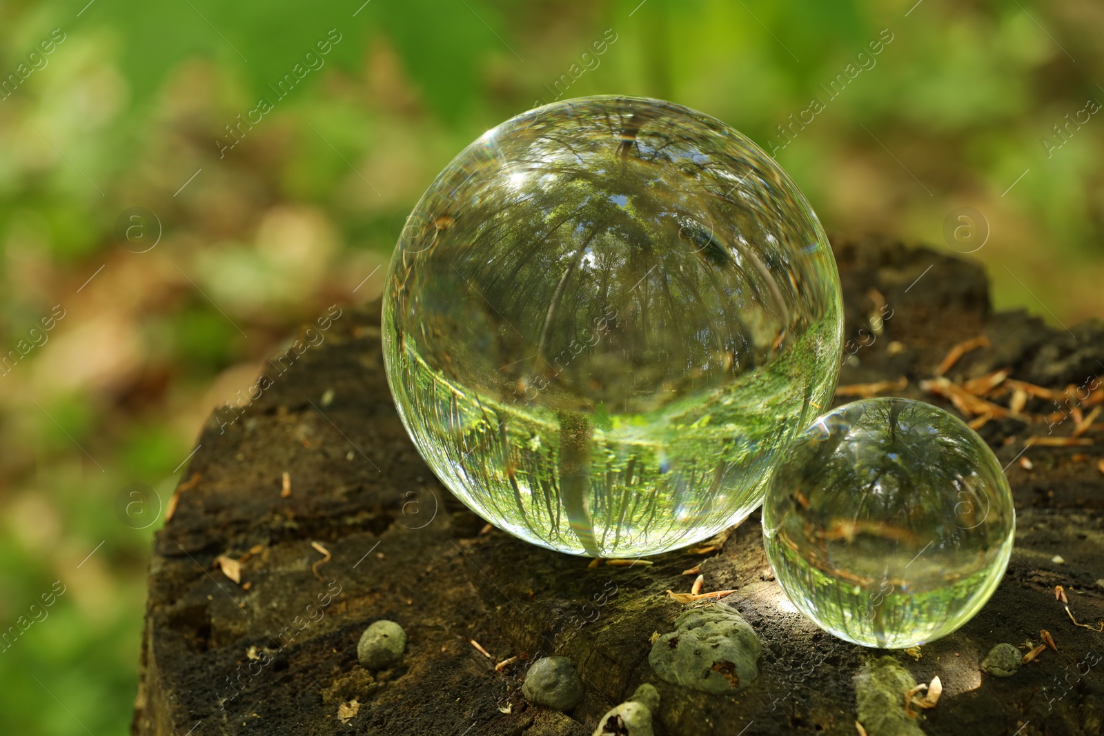 Photo of Green trees outdoors, overturned reflection. Crystal balls on stump in forest