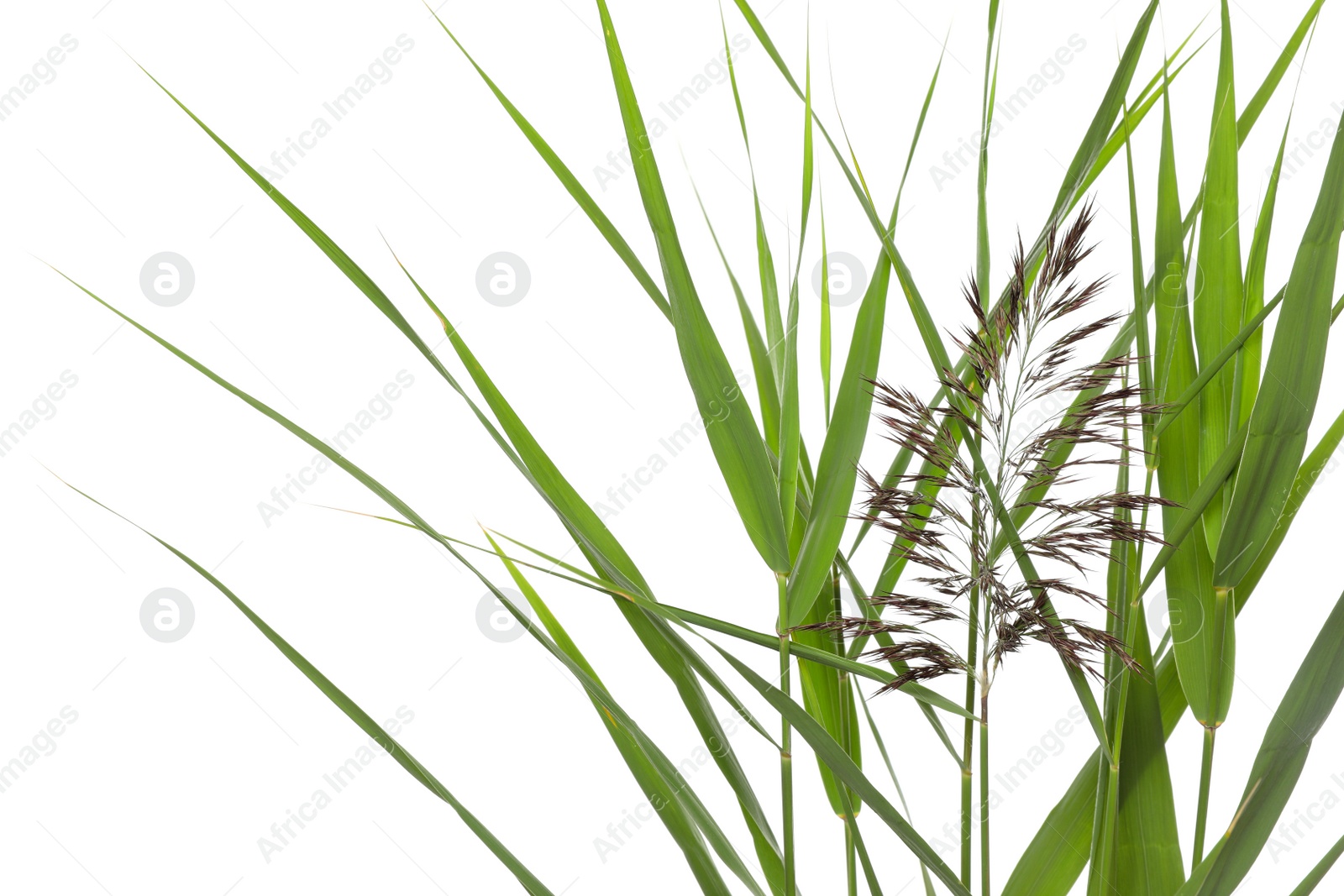 Photo of Beautiful reeds with lush green leaves and seed head on white background, closeup