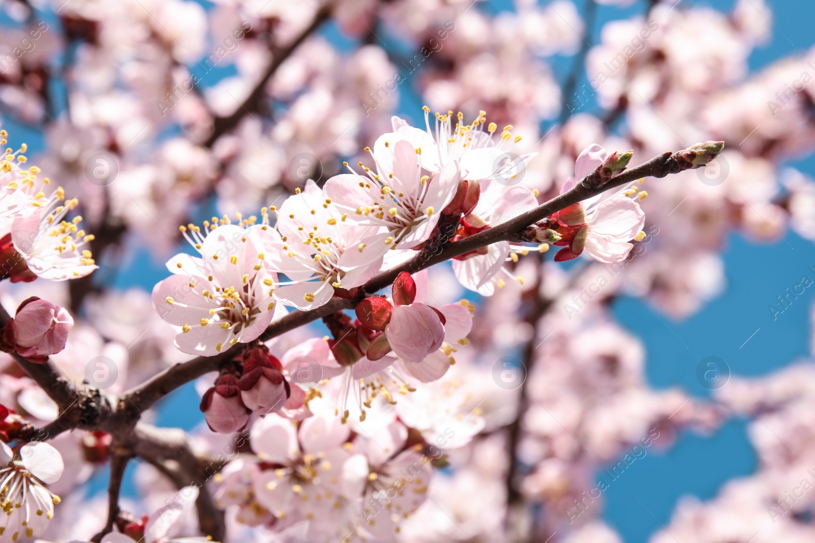 Photo of Closeup view of blossoming apricot tree on sunny day outdoors. Springtime