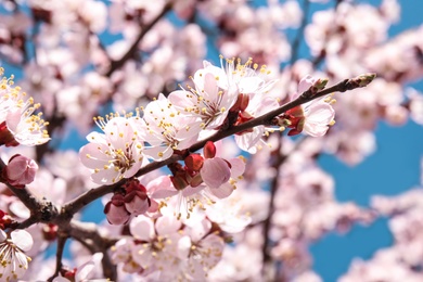 Photo of Closeup view of blossoming apricot tree on sunny day outdoors. Springtime