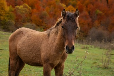 Photo of Brown horse in mountains on sunny day. Beautiful pet